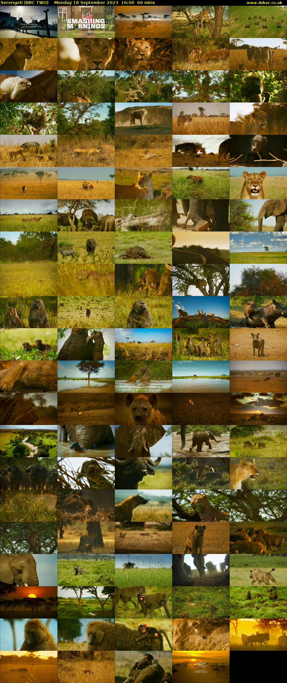 Serengeti (BBC TWO) Monday 18 September 2023 16:00 - 17:00