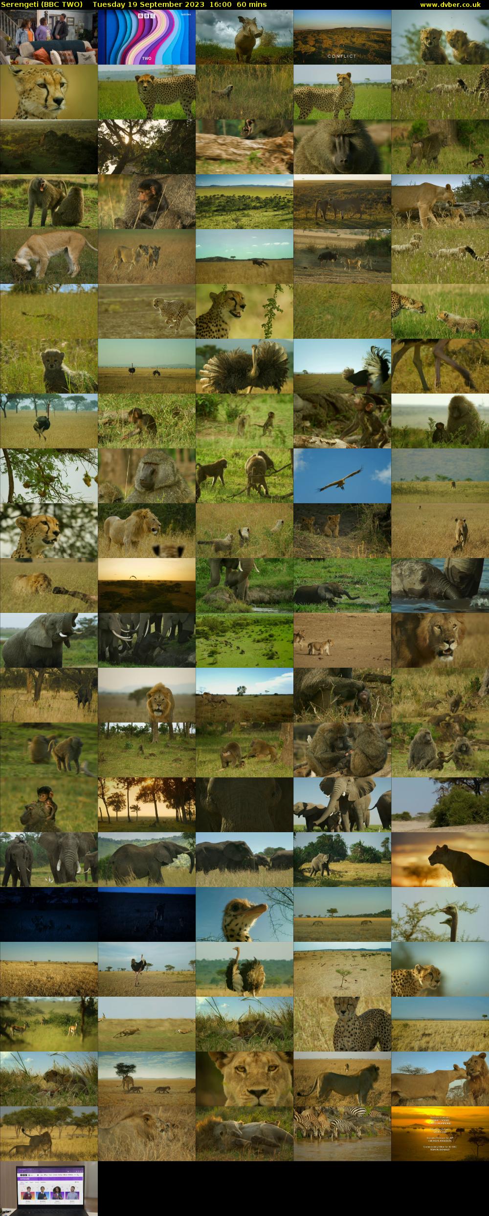 Serengeti (BBC TWO) Tuesday 19 September 2023 16:00 - 17:00