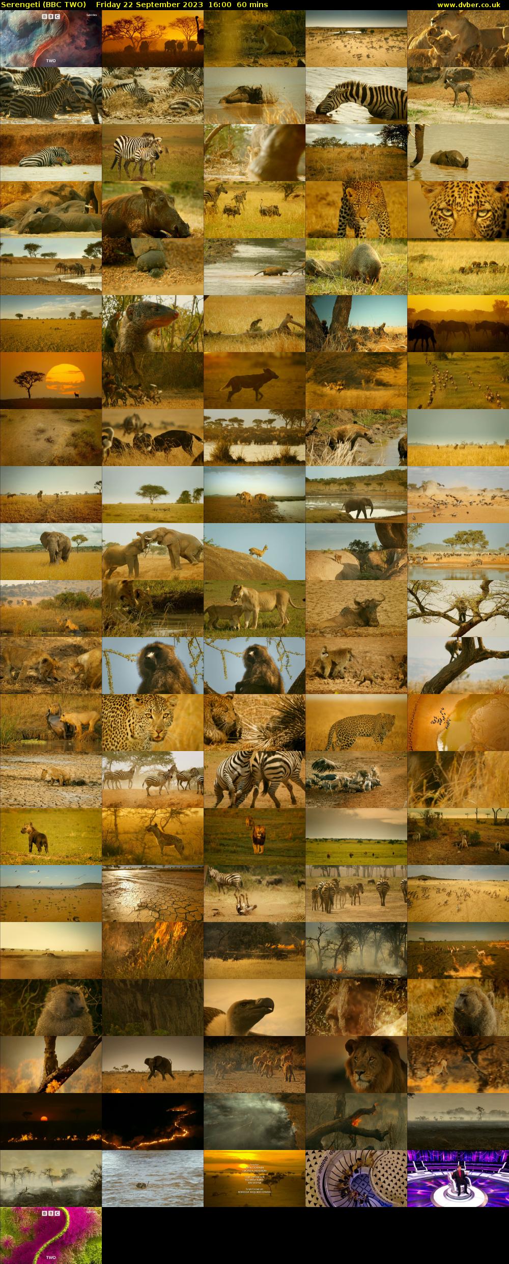 Serengeti (BBC TWO) Friday 22 September 2023 16:00 - 17:00