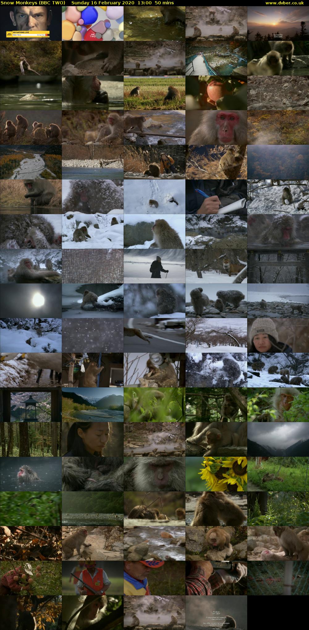 Snow Monkeys (BBC TWO) Sunday 16 February 2020 13:00 - 13:50