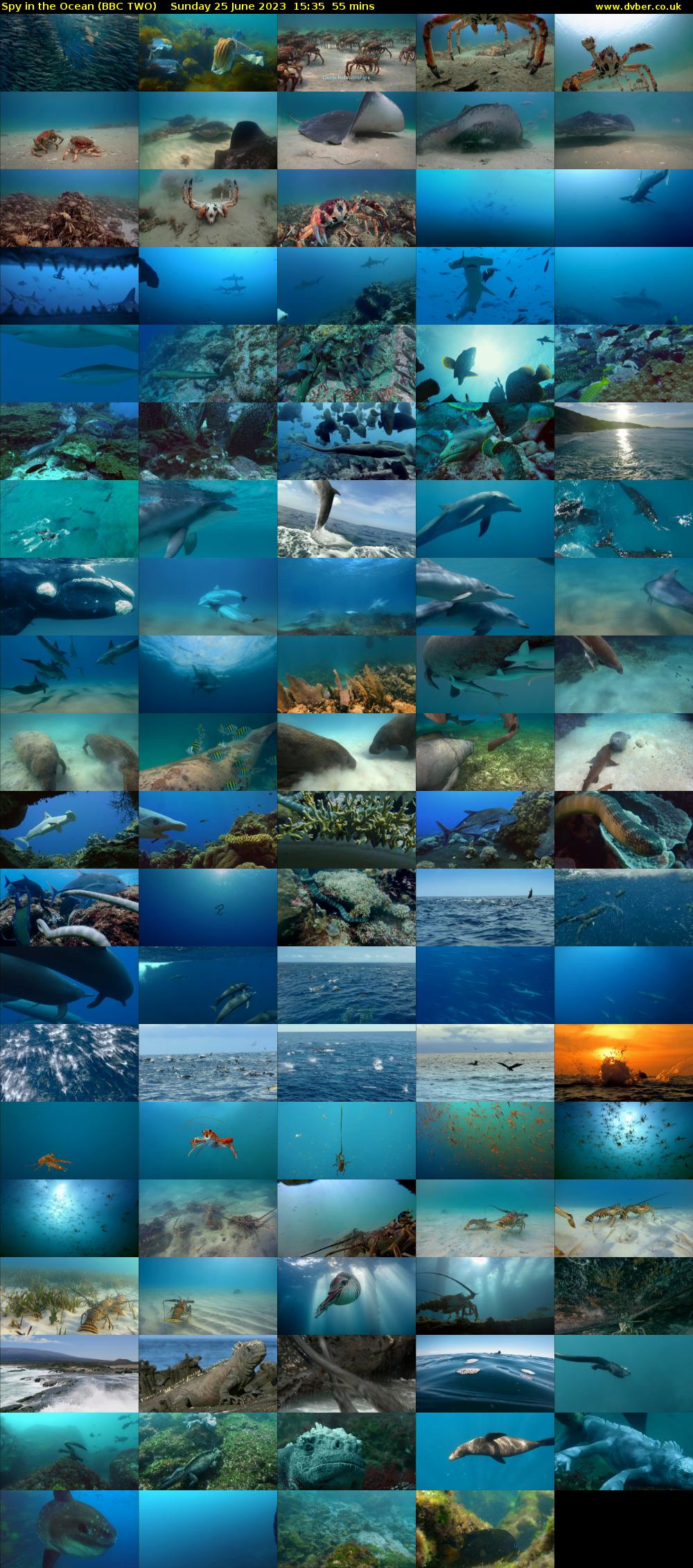 Spy in the Ocean (BBC TWO) Sunday 25 June 2023 15:35 - 16:30