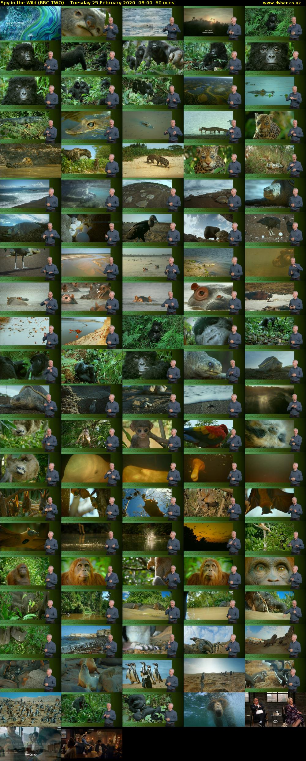 Spy in the Wild (BBC TWO) Tuesday 25 February 2020 08:00 - 09:00