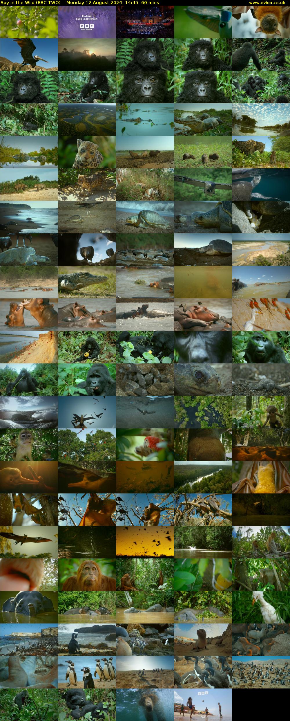 Spy in the Wild (BBC TWO) Monday 12 August 2024 14:45 - 15:45