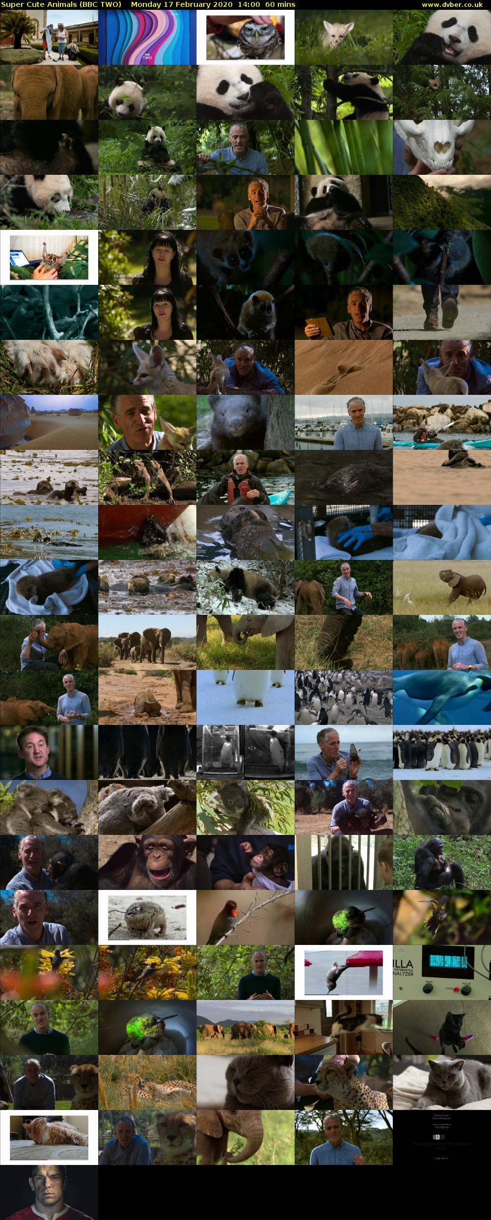 Super Cute Animals (BBC TWO) Monday 17 February 2020 14:00 - 15:00