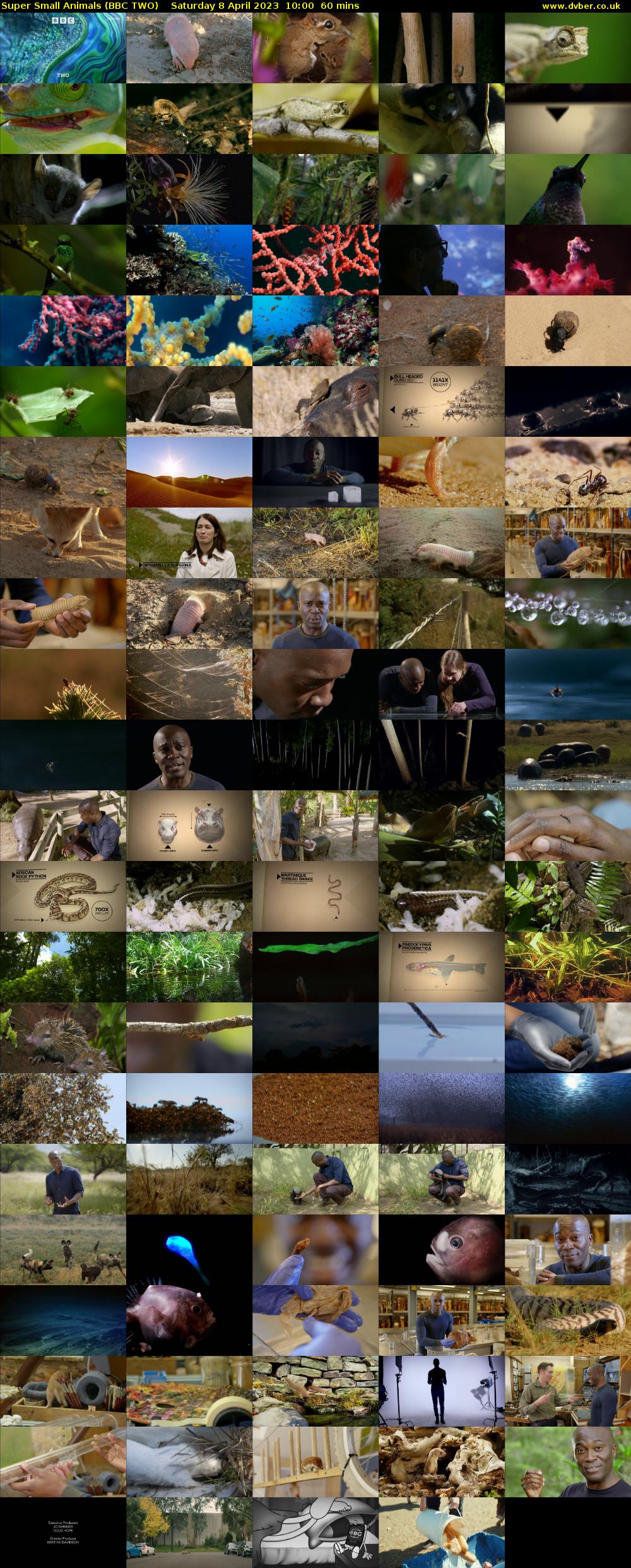 Super Small Animals (BBC TWO) Saturday 8 April 2023 10:00 - 11:00