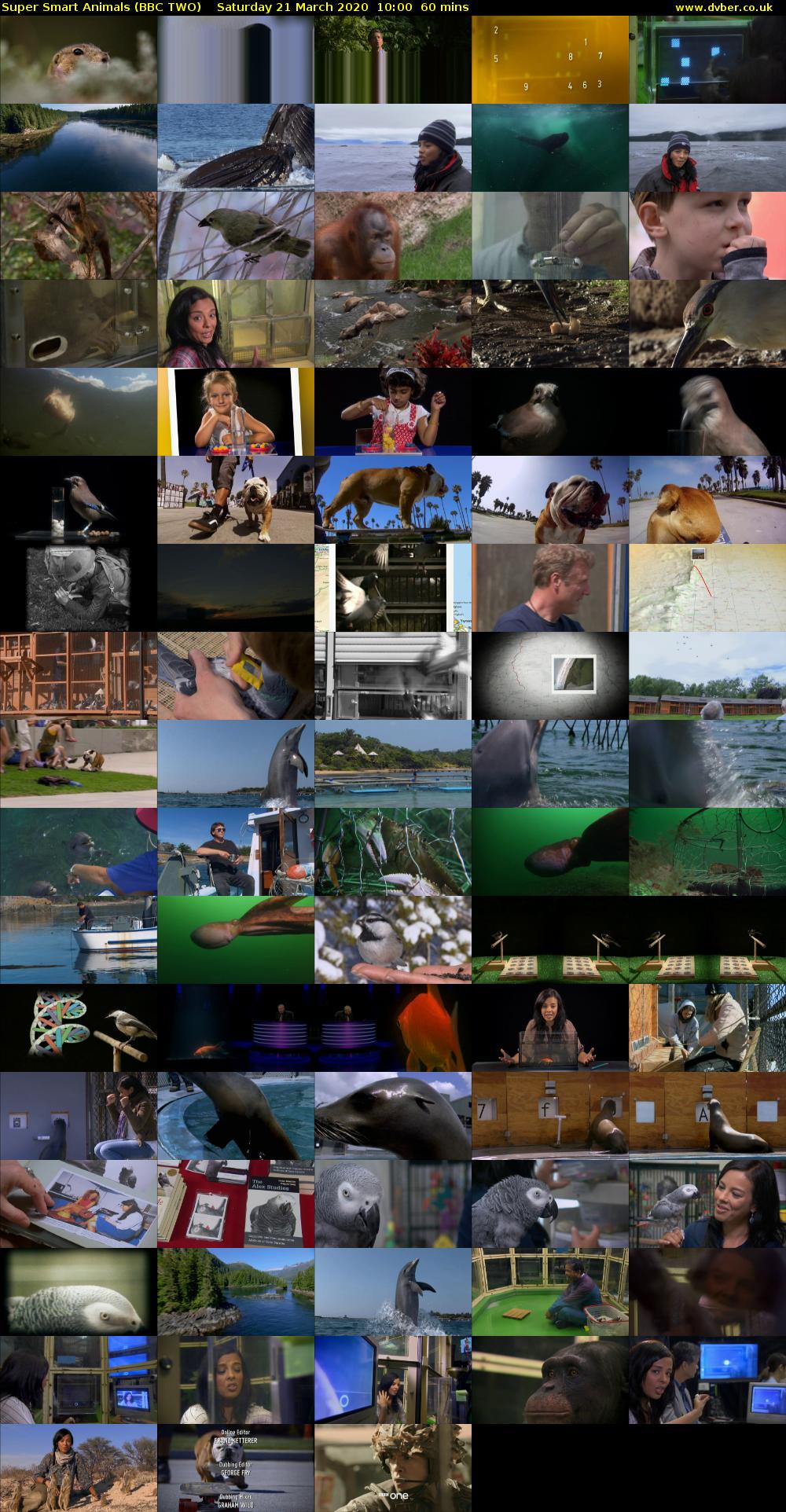 Super Smart Animals (BBC TWO) Saturday 21 March 2020 10:00 - 11:00
