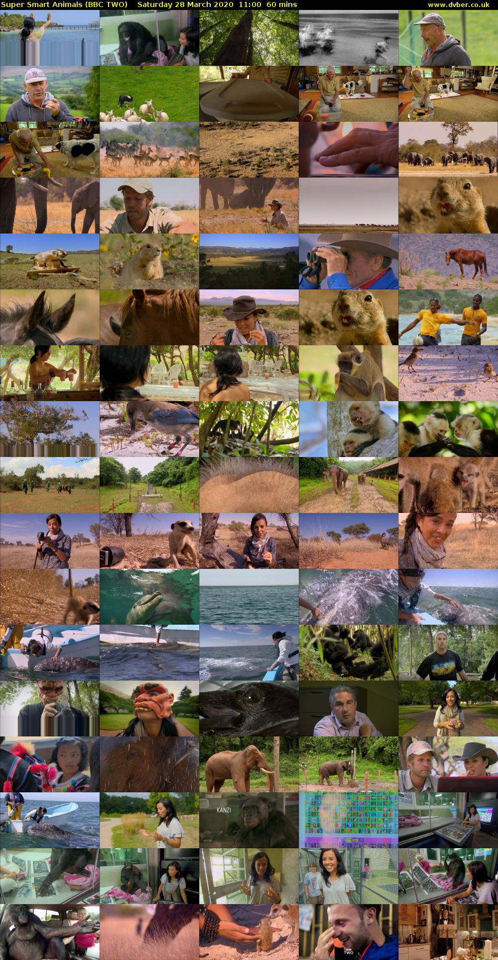 Super Smart Animals (BBC TWO) Saturday 28 March 2020 11:00 - 12:00