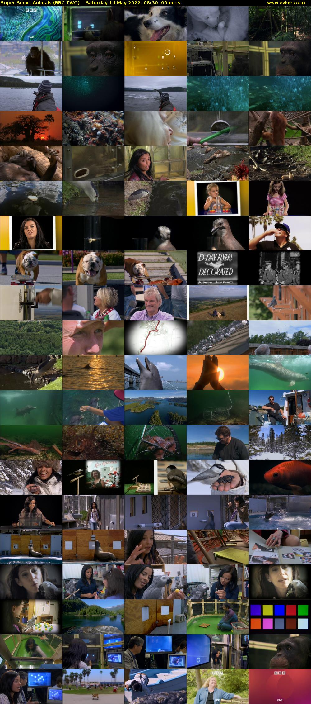 Super Smart Animals (BBC TWO) Saturday 14 May 2022 08:30 - 09:30