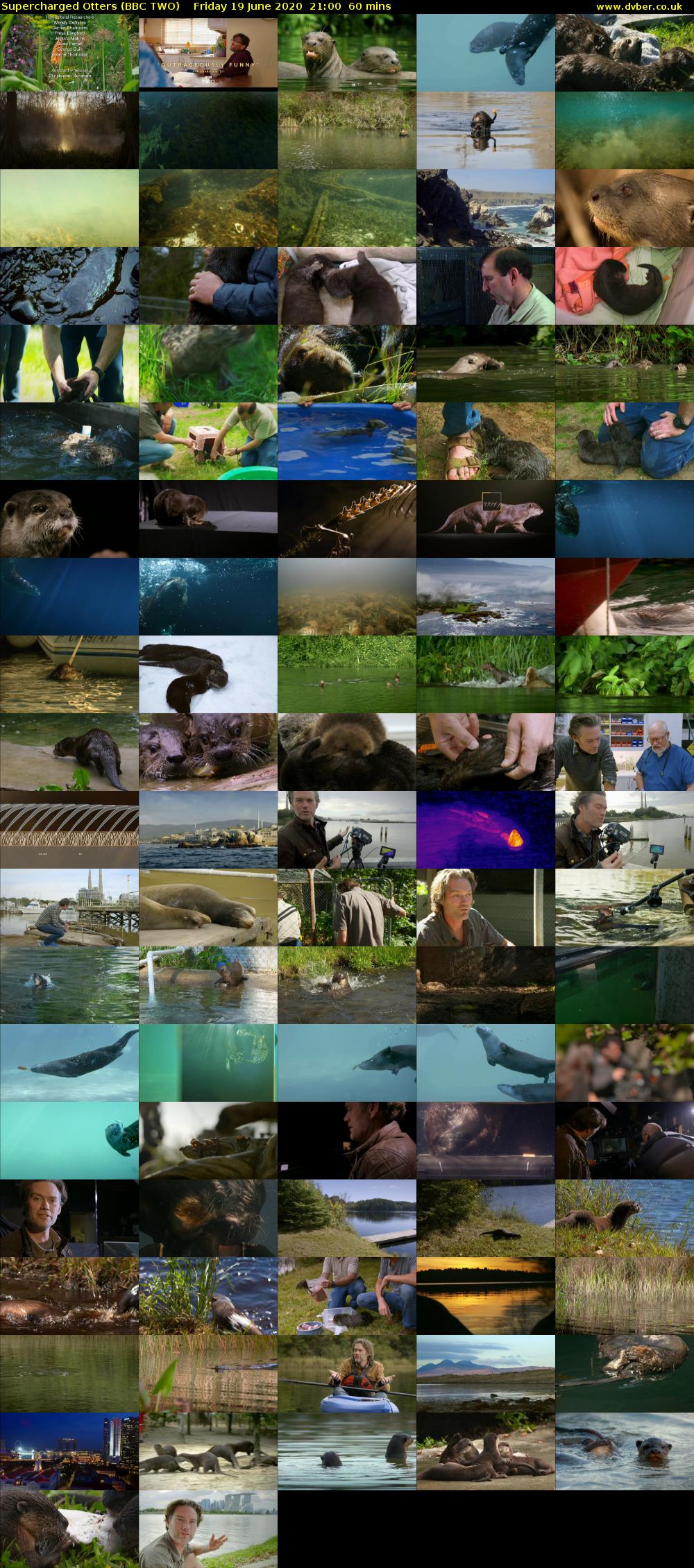 Supercharged Otters (BBC TWO) Friday 19 June 2020 21:00 - 22:00
