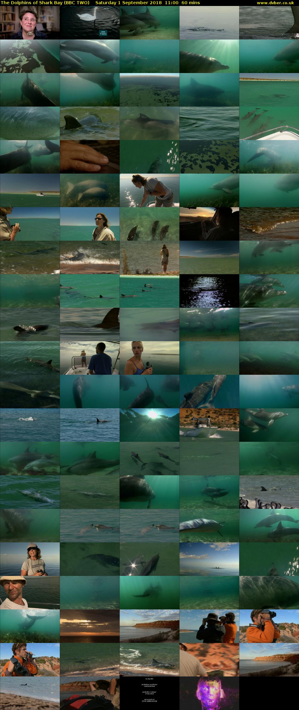 The Dolphins of Shark Bay (BBC TWO) Saturday 1 September 2018 11:00 - 12:00