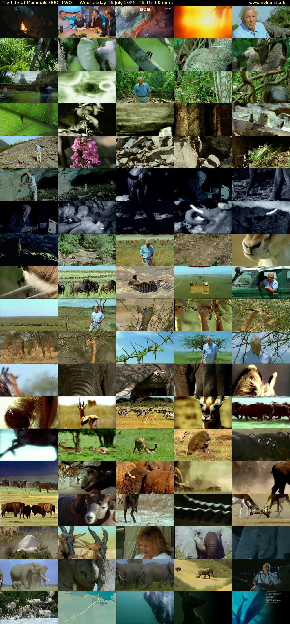 The Life of Mammals (BBC TWO) Wednesday 16 July 2025 16:15 - 17:15