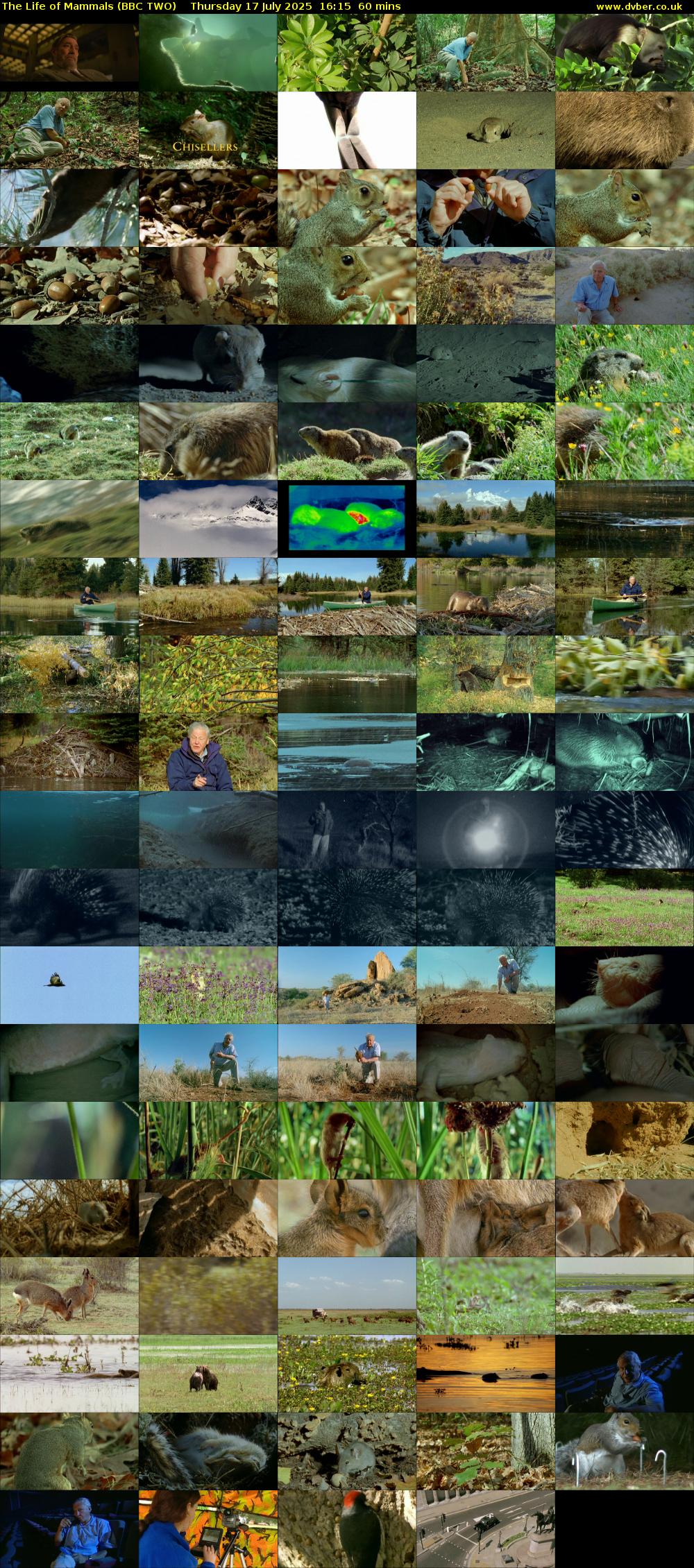 The Life of Mammals (BBC TWO) Thursday 17 July 2025 16:15 - 17:15