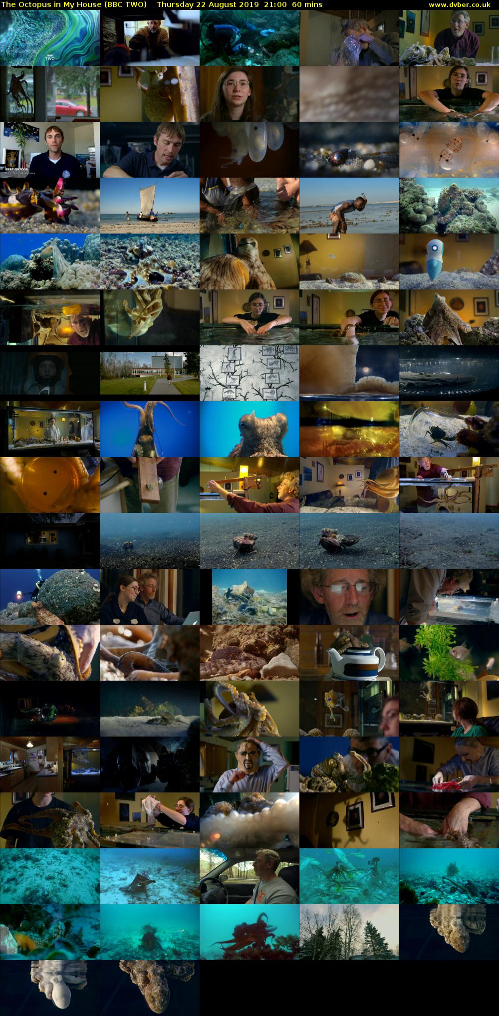 The Octopus in My House (BBC TWO) Thursday 22 August 2019 21:00 - 22:00