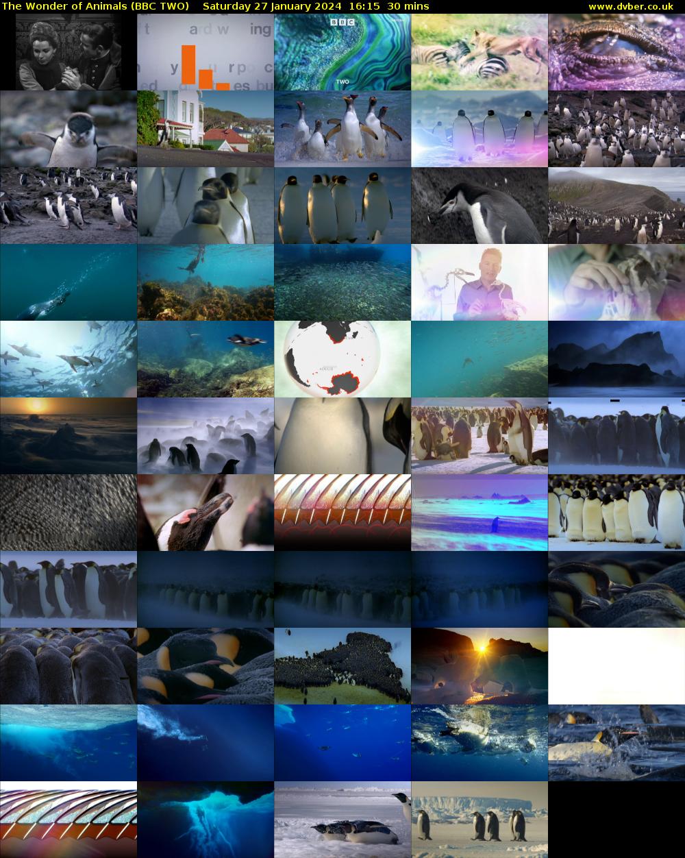 The Wonder of Animals (BBC TWO) Saturday 27 January 2024 16:15 - 16:45