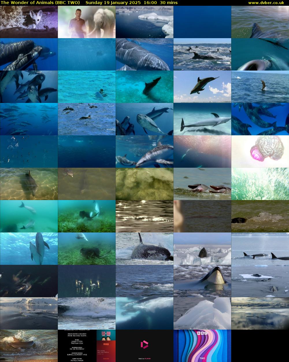The Wonder of Animals (BBC TWO) Sunday 19 January 2025 16:00 - 16:30