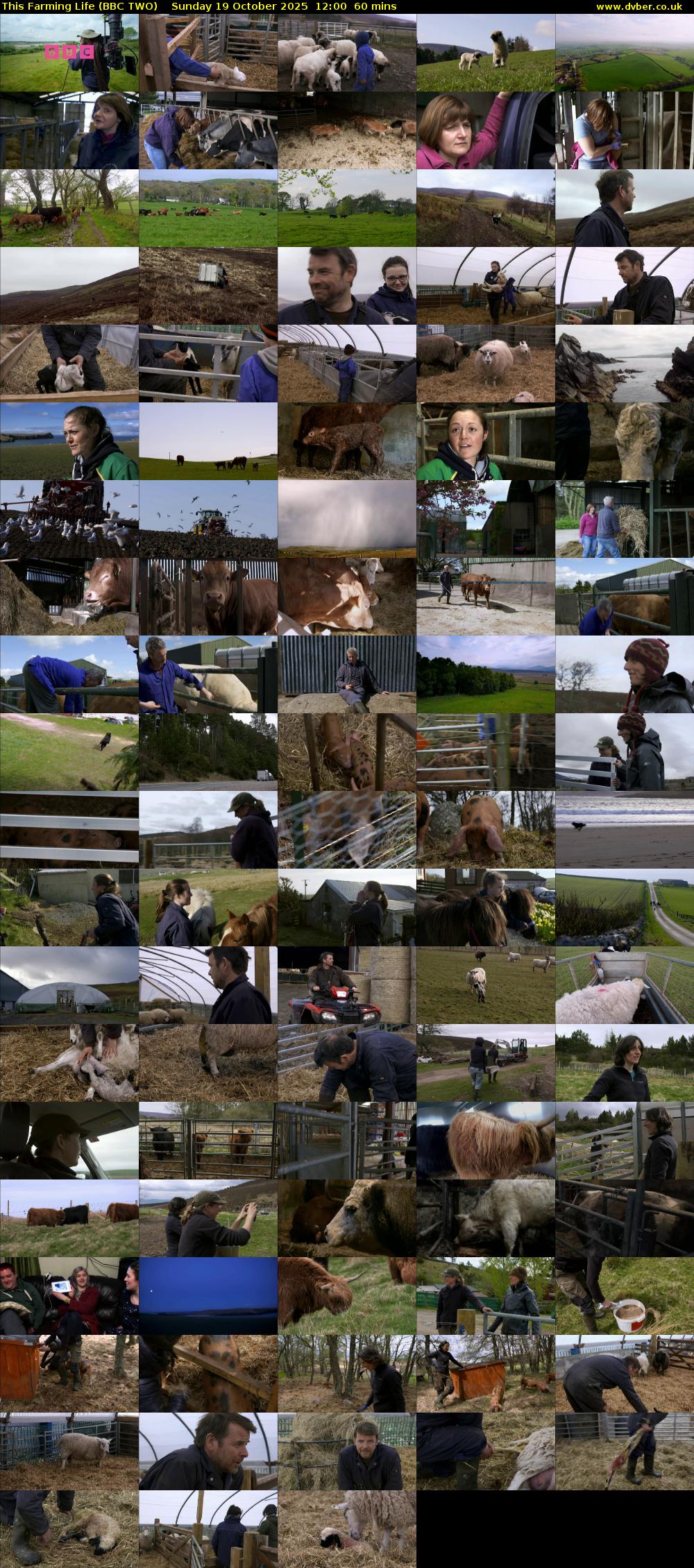 This Farming Life (BBC TWO) Sunday 19 October 2025 12:00 - 13:00