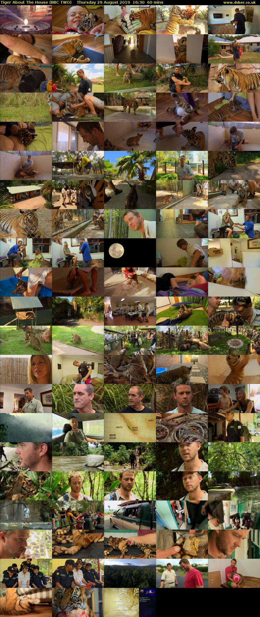 Tiger About The House (BBC TWO) Thursday 29 August 2019 16:30 - 17:30
