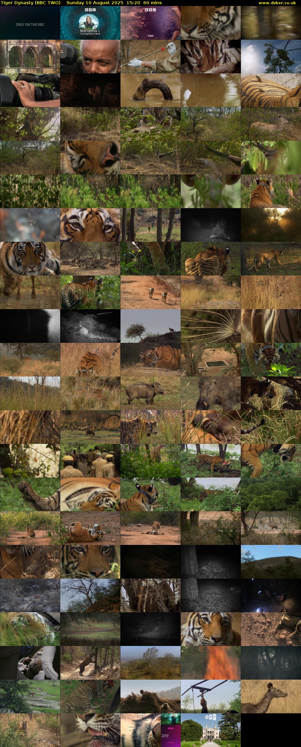 Tiger Dynasty (BBC TWO) Sunday 10 August 2025 15:20 - 16:20