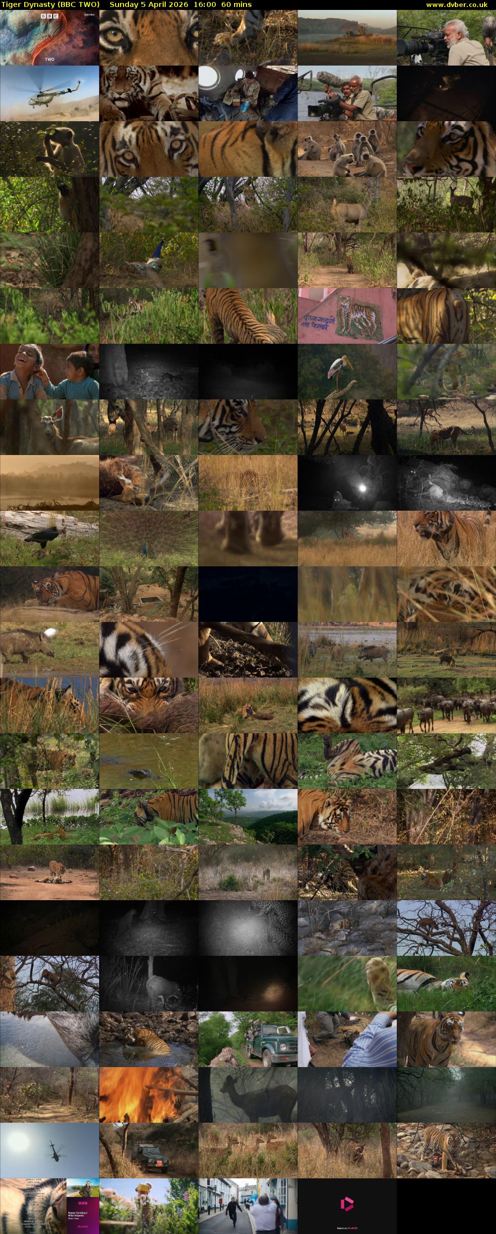Tiger Dynasty (BBC TWO) Sunday 5 April 2026 16:00 - 17:00