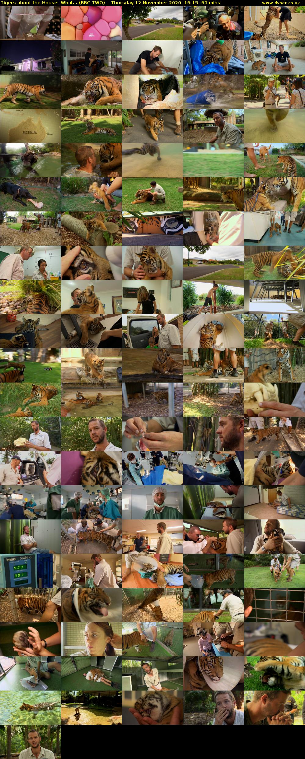 Tigers About The House: What... (BBC TWO) Thursday 12 November 2020 16:15 - 17:15