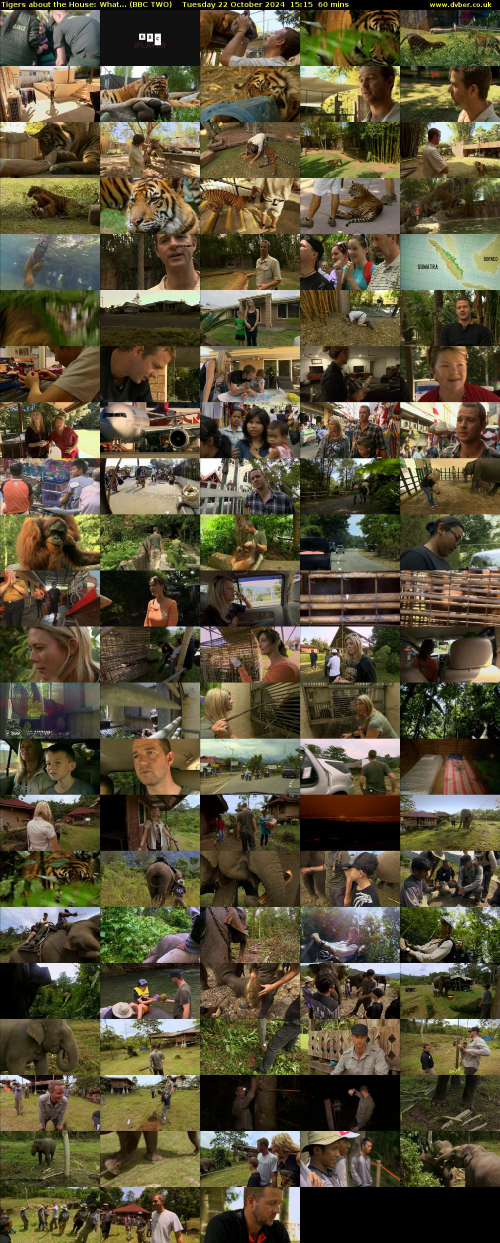 Tigers About The House: What... (BBC TWO) Tuesday 22 October 2024 15:15 - 16:15
