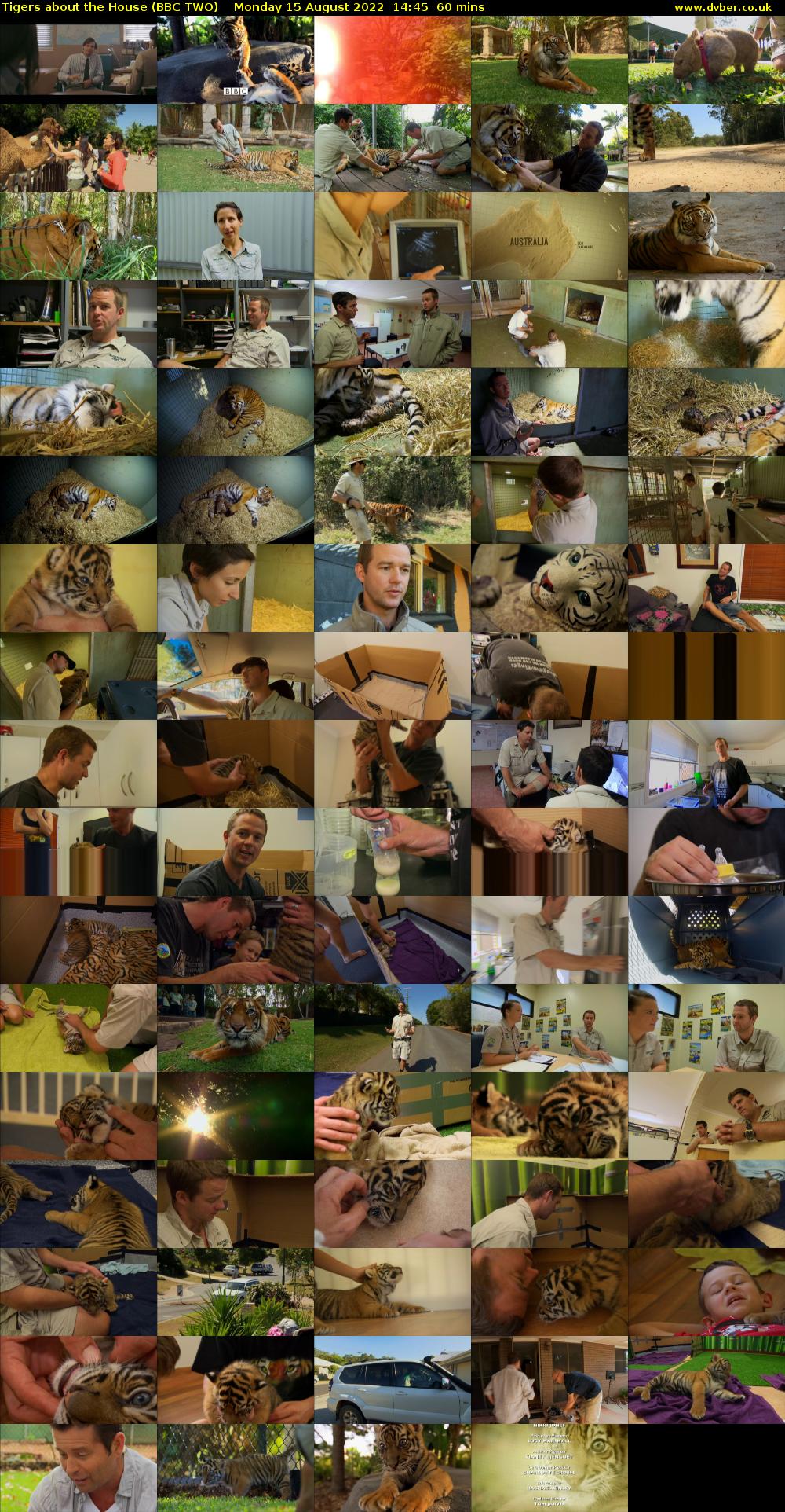 Tigers About the House (BBC TWO) Monday 15 August 2022 14:45 - 15:45