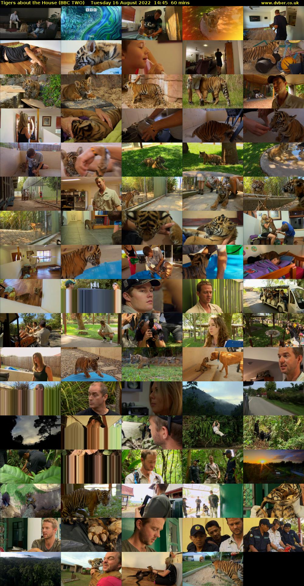 Tigers About the House (BBC TWO) Tuesday 16 August 2022 14:45 - 15:45