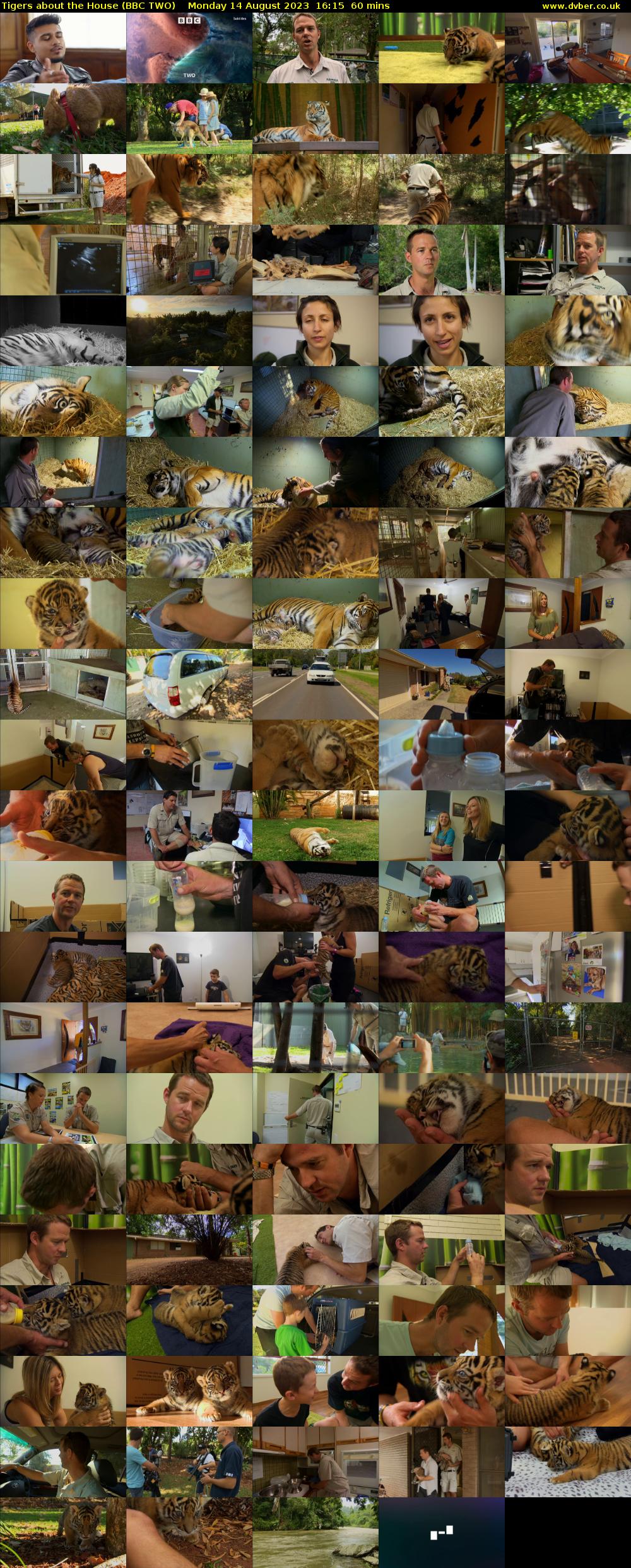 Tigers About the House (BBC TWO) Monday 14 August 2023 16:15 - 17:15
