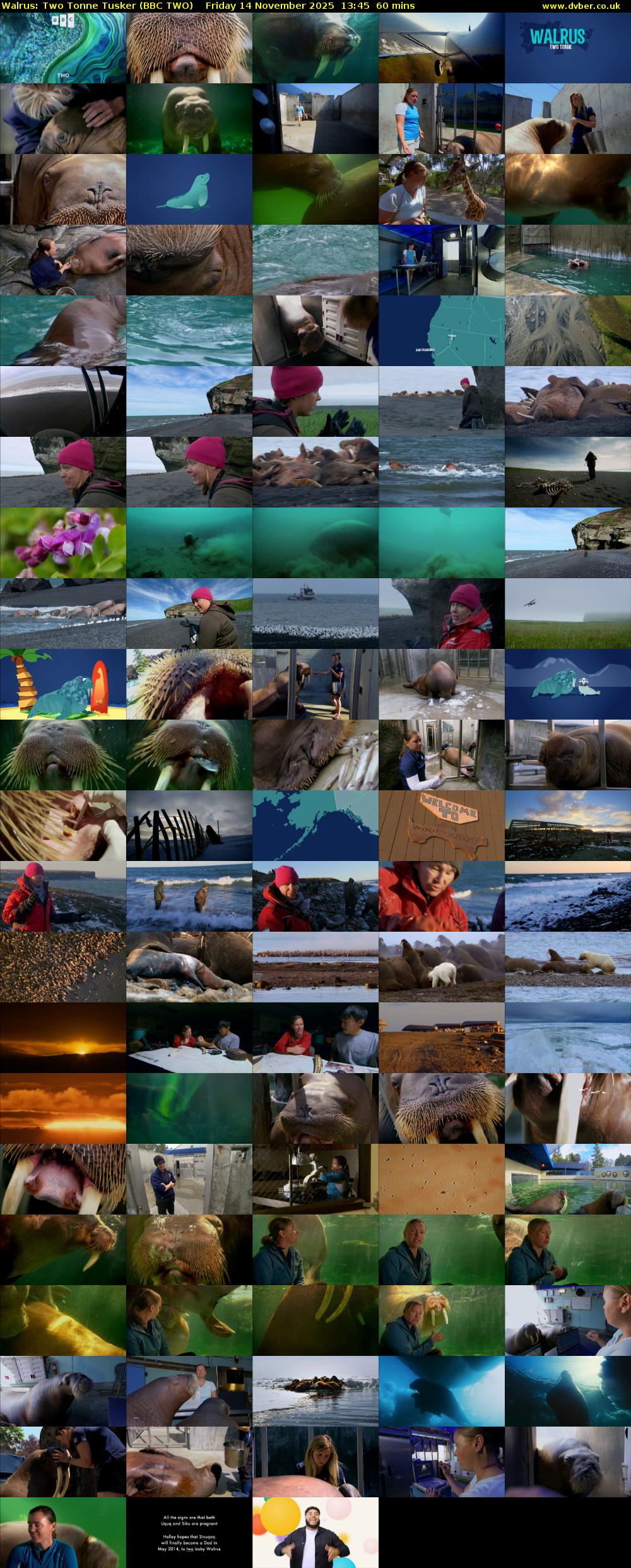 Walrus: Two Tonne Tusker (BBC TWO) Friday 14 November 2025 13:45 - 14:45