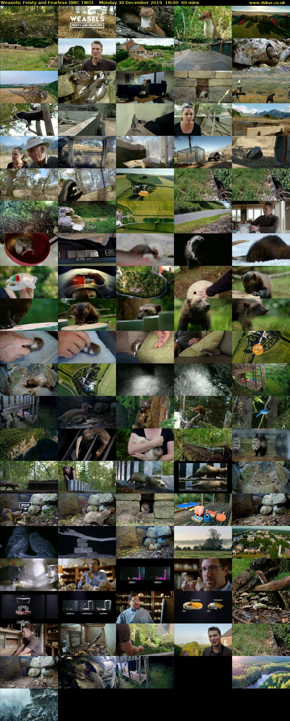 Weasels: Feisty and Fearless (BBC TWO) Monday 30 December 2019 18:00 - 19:00