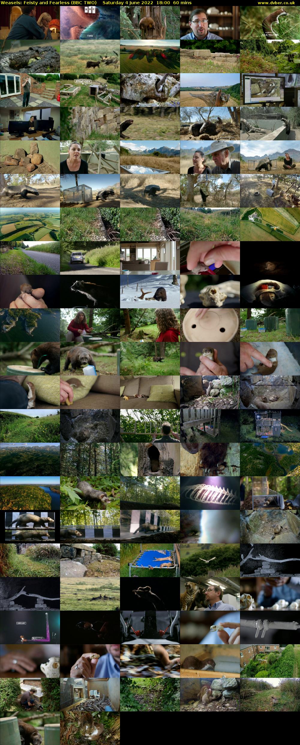 Weasels: Feisty and Fearless (BBC TWO) Saturday 4 June 2022 18:00 - 19:00