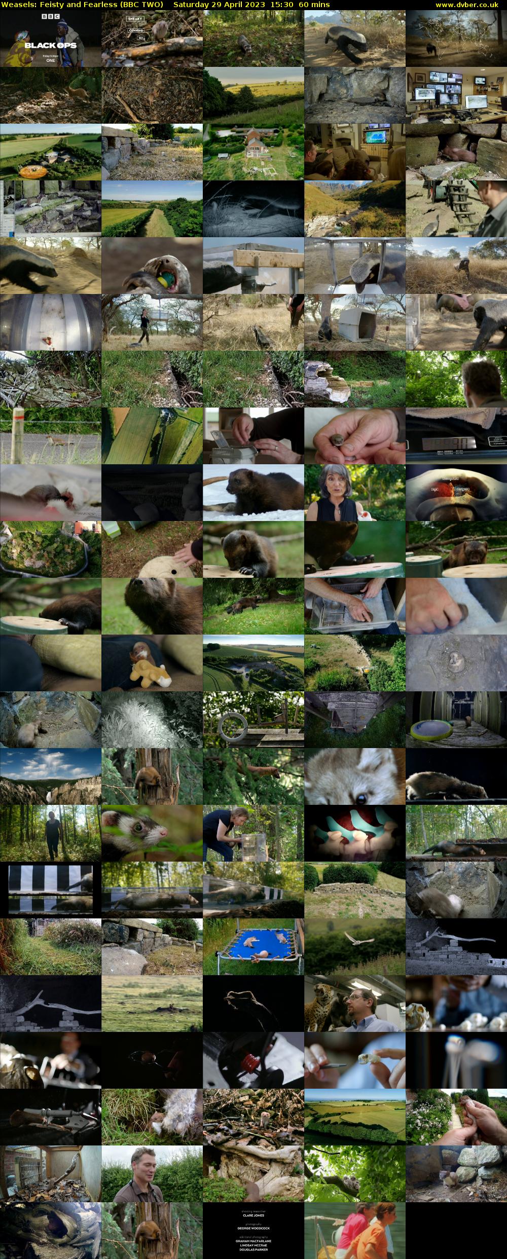 Weasels: Feisty and Fearless (BBC TWO) Saturday 29 April 2023 15:30 - 16:30