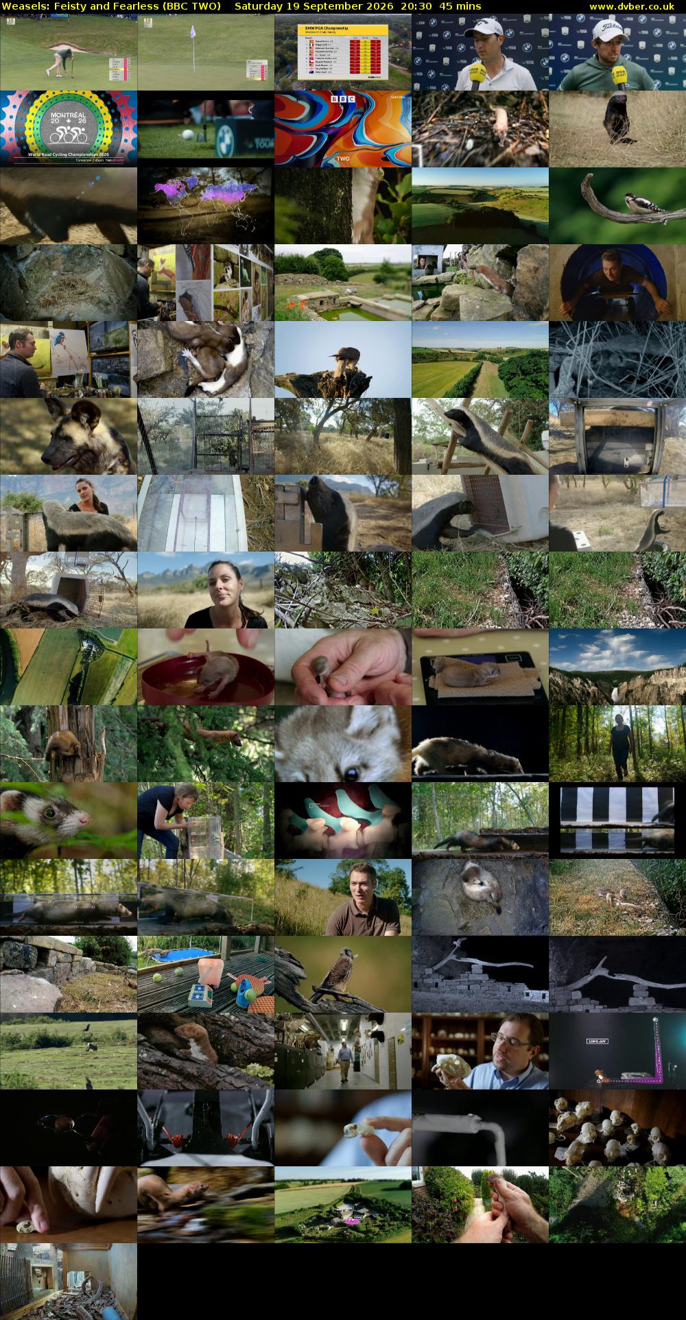 Weasels: Feisty and Fearless (BBC TWO) Saturday 19 September 2026 20:30 - 21:15