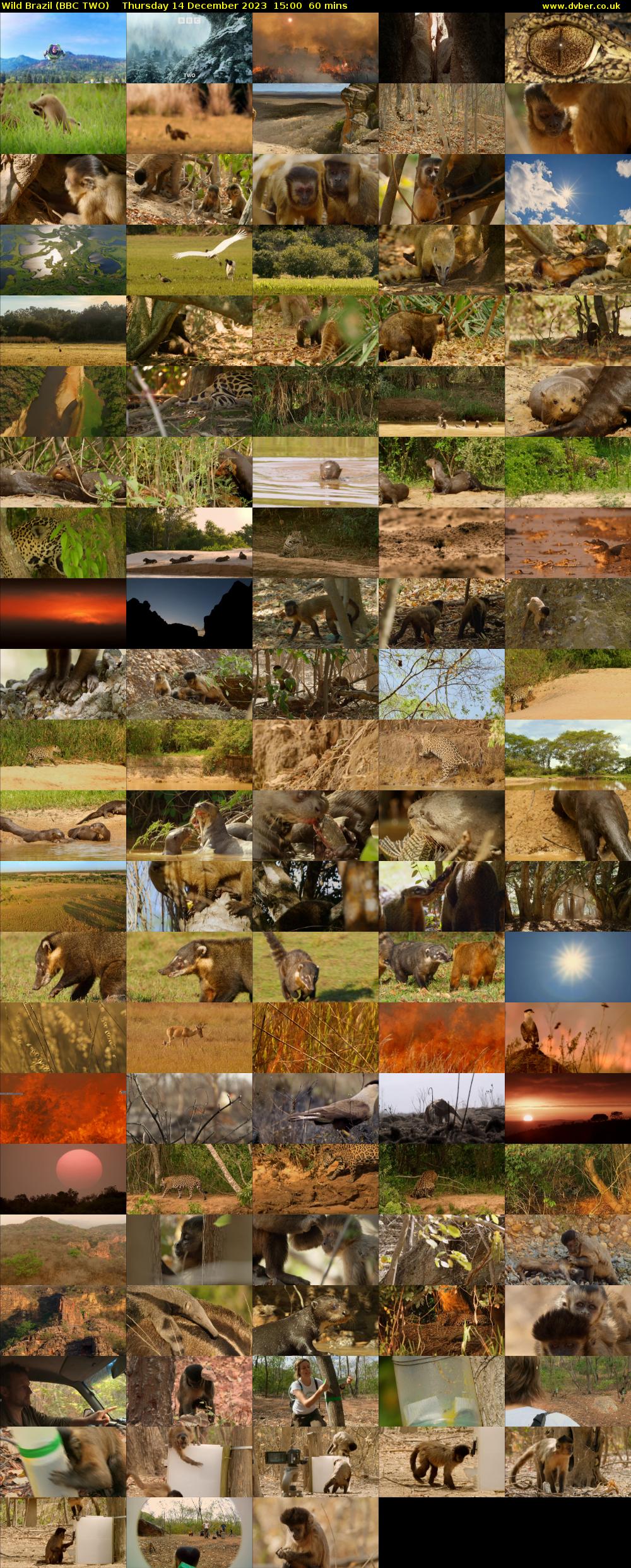 Wild Brazil (BBC TWO) Thursday 14 December 2023 15:00 - 16:00
