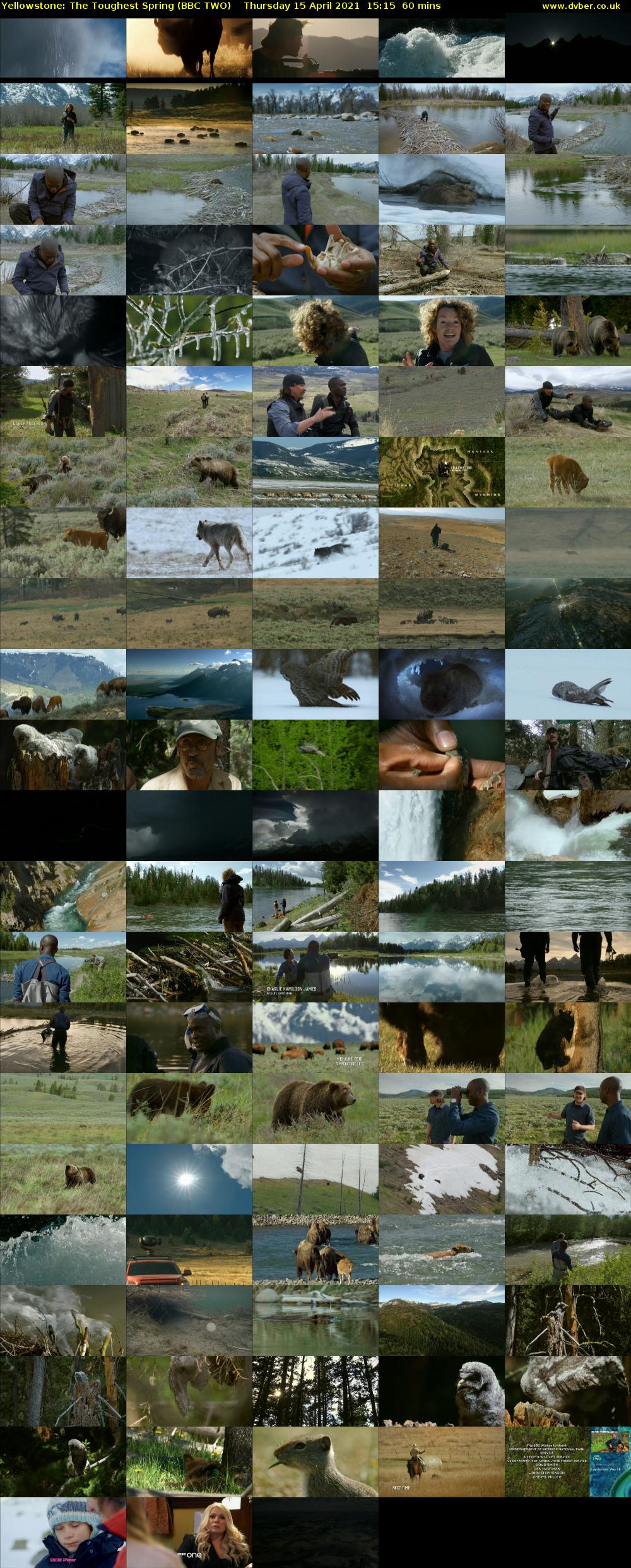 Yellowstone: The Toughest Spring (BBC TWO) Thursday 15 April 2021 15:15 - 16:15