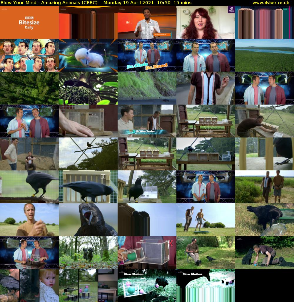 Blow Your Mind - Amazing Animals (CBBC) Monday 19 April 2021 10:50 - 11:05