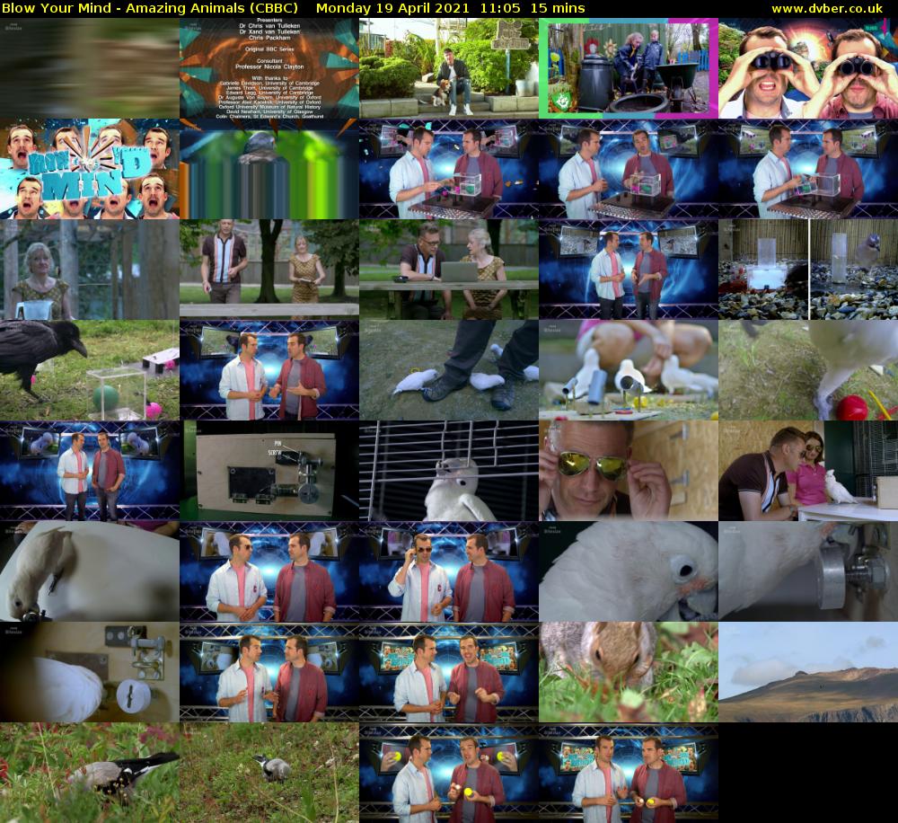 Blow Your Mind - Amazing Animals (CBBC) Monday 19 April 2021 11:05 - 11:20