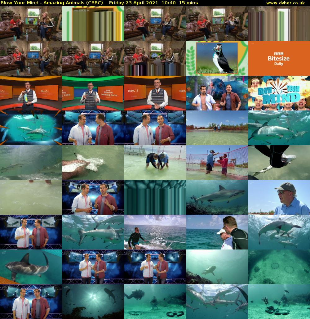 Blow Your Mind - Amazing Animals (CBBC) Friday 23 April 2021 10:40 - 10:55
