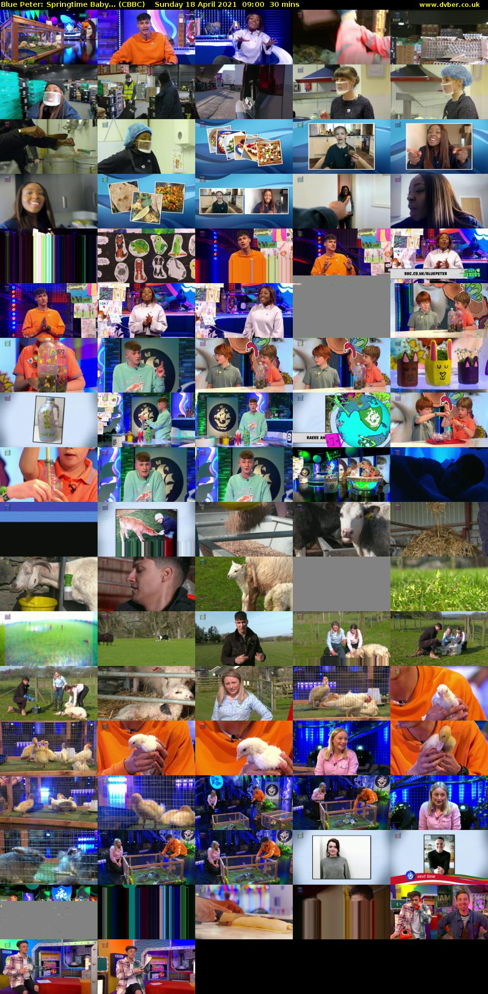 Blue Peter: Springtime Baby... (CBBC) Sunday 18 April 2021 09:00 - 09:30