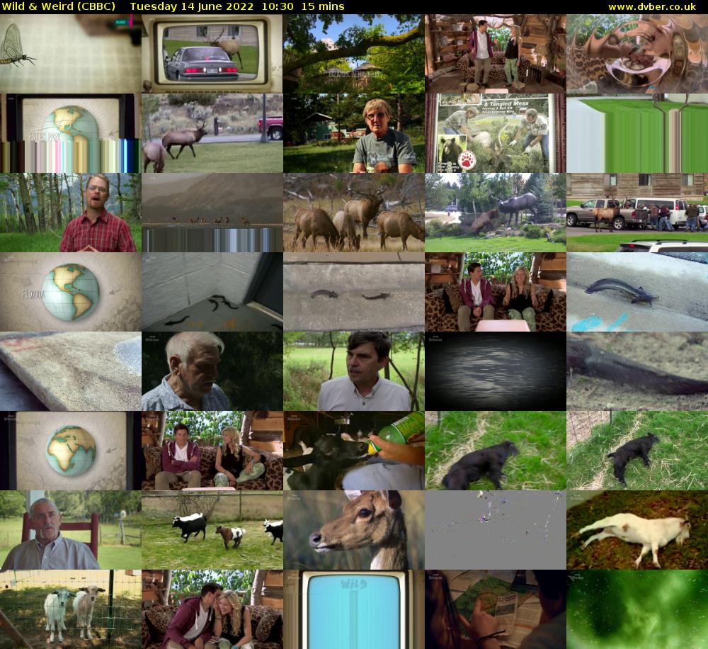Wild & Weird (CBBC) Tuesday 14 June 2022 10:30 - 10:45