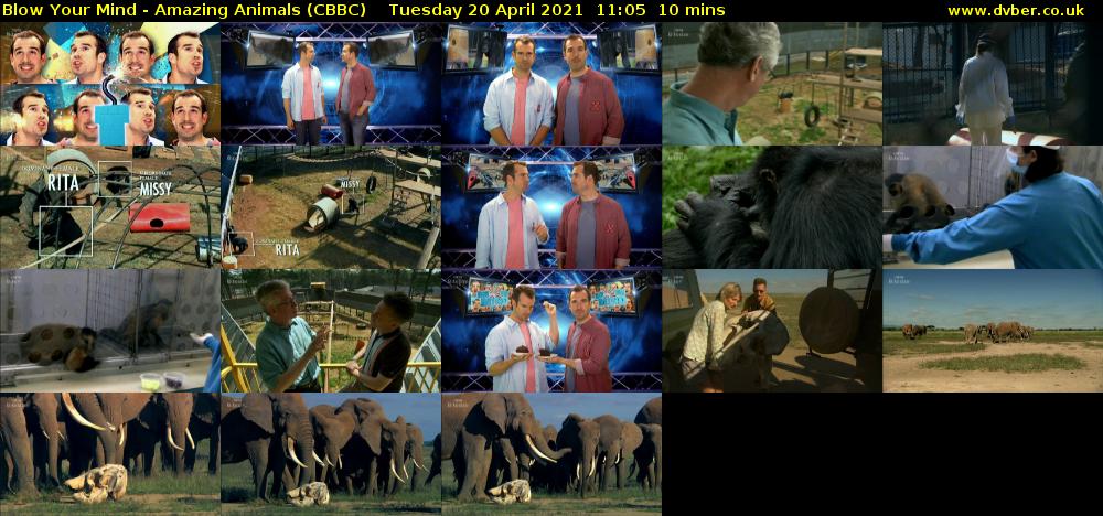 Blow Your Mind - Amazing Animals (CBBC) Tuesday 20 April 2021 11:05 - 11:15