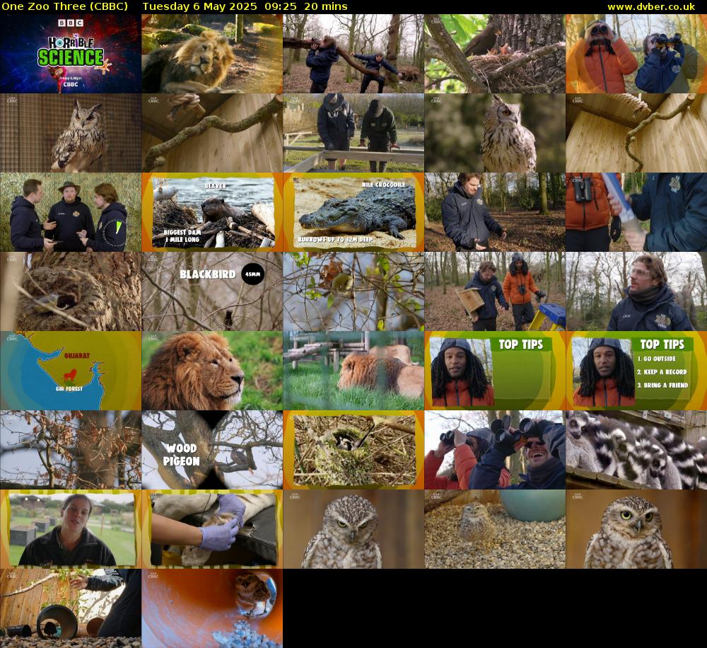 One Zoo Three (CBBC) Tuesday 6 May 2025 09:25 - 09:45