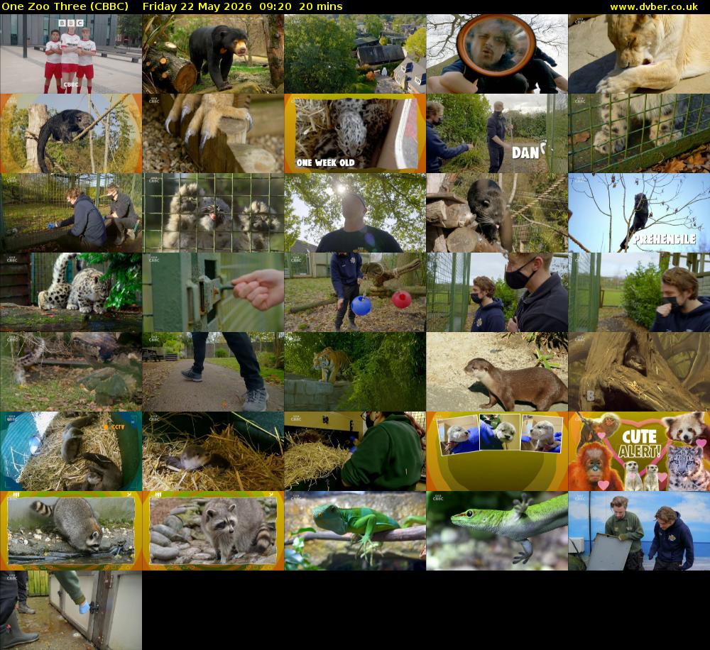 One Zoo Three (CBBC) Friday 22 May 2026 09:20 - 09:40