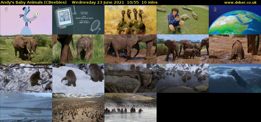 Andy's Baby Animals (CBeebies) Wednesday 23 June 2021 10:55 - 11:05