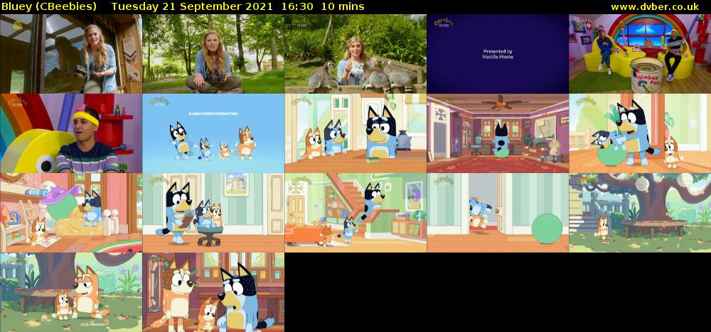 Bluey (CBeebies) Tuesday 21 September 2021 16:30 - 16:40
