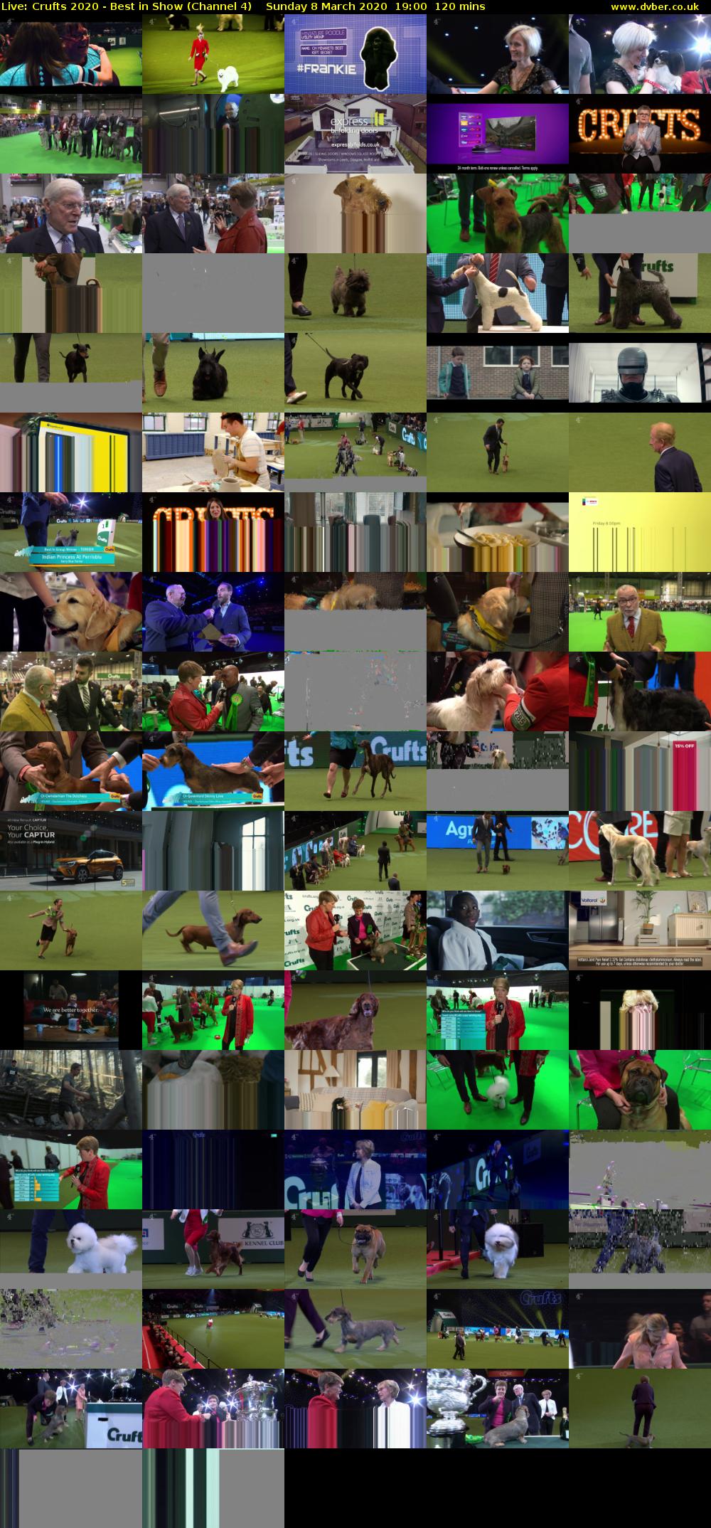 Live: Crufts 2020 - Best in Show (Channel 4) Sunday 8 March 2020 19:00 - 21:00