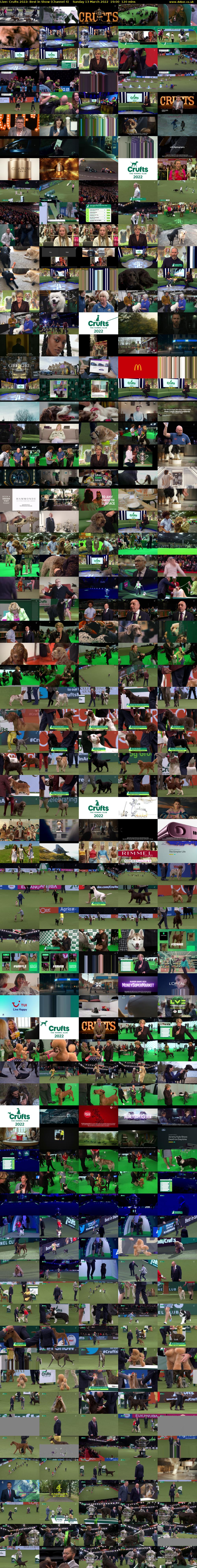 Live: Crufts 2022: Best in Show (Channel 4) Sunday 13 March 2022 19:00 - 21:00