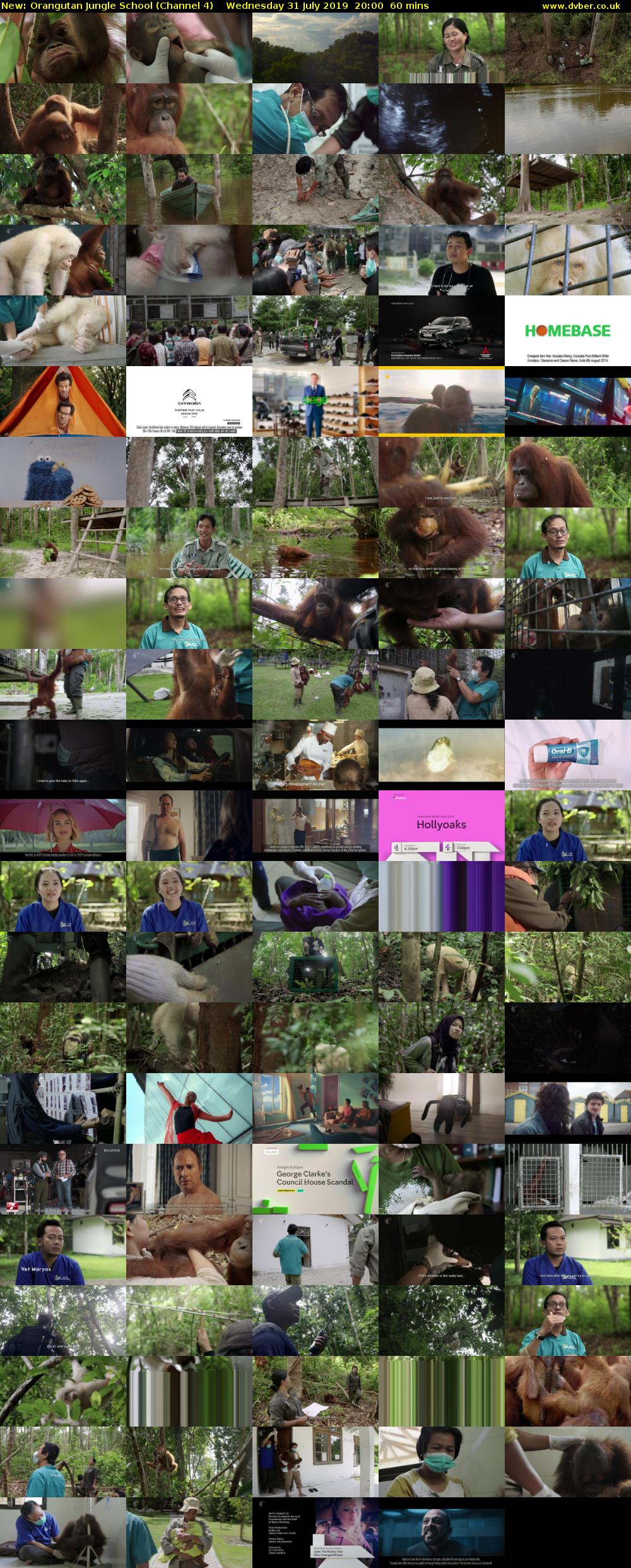 Orangutan Jungle School (Channel 4) Wednesday 31 July 2019 20:00 - 21:00