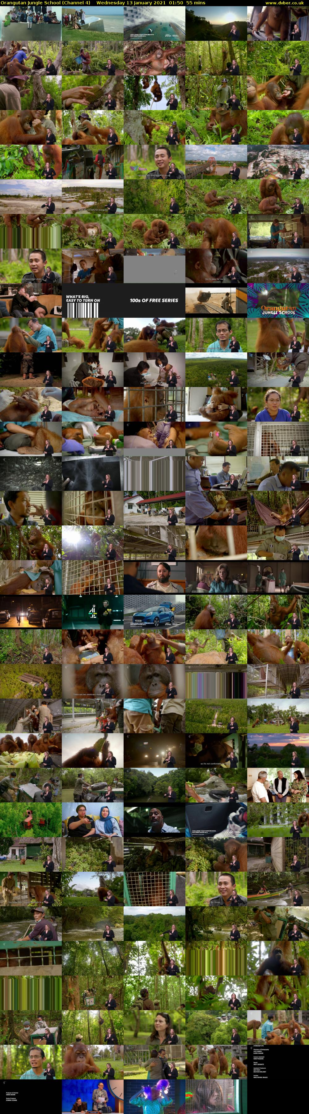 Orangutan Jungle School (Channel 4) Wednesday 13 January 2021 01:50 - 02:45
