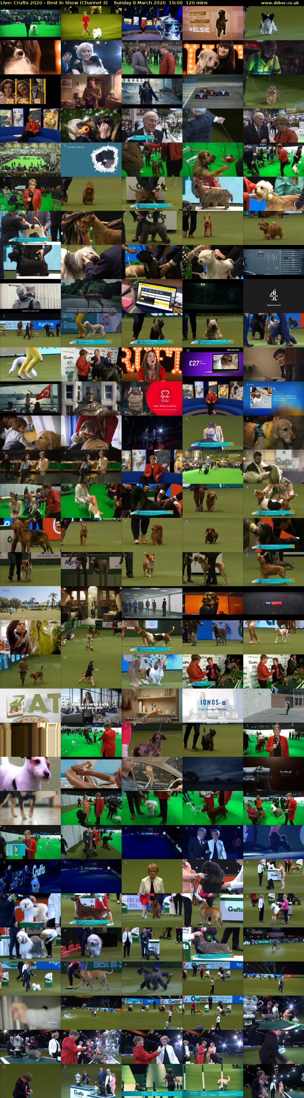 Live: Crufts 2020 - Best in Show (Channel 4) Sunday 8 March 2020 19:00 - 21:00